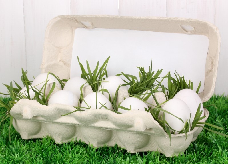 pulp molded egg carton in nature background (2)
