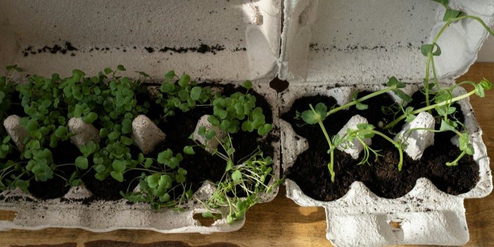 creative ways to reuse egg cartons