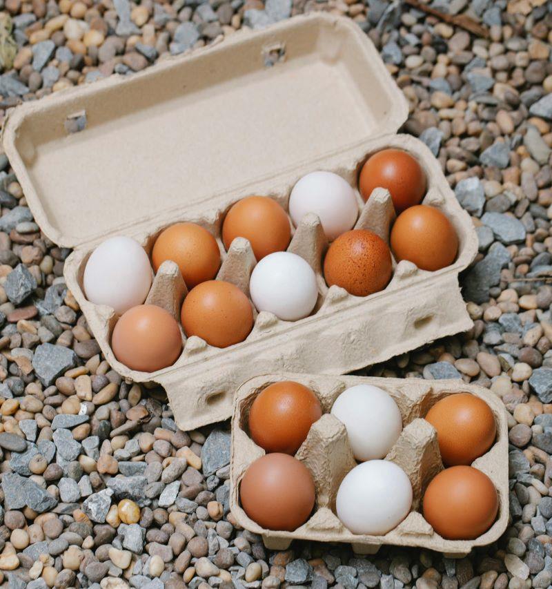 paper egg cartons