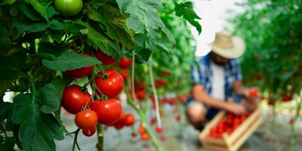 sustainable packaging for agriculture