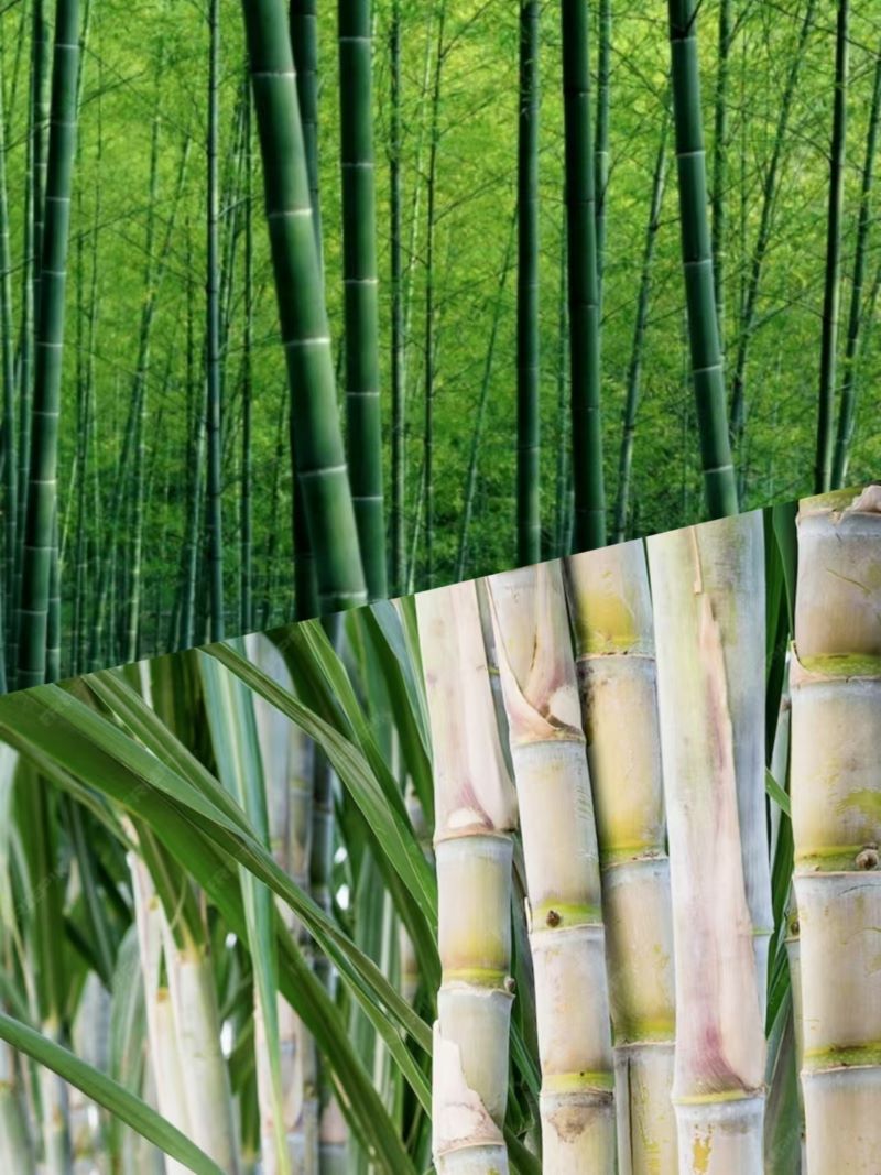 comparing bamboo vs. sugarcane