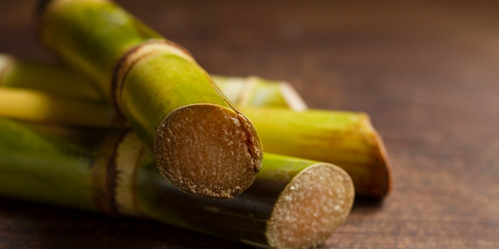 sugarcane