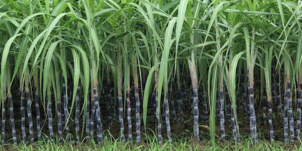 sunset rice field farm land landscape background even 9185 260