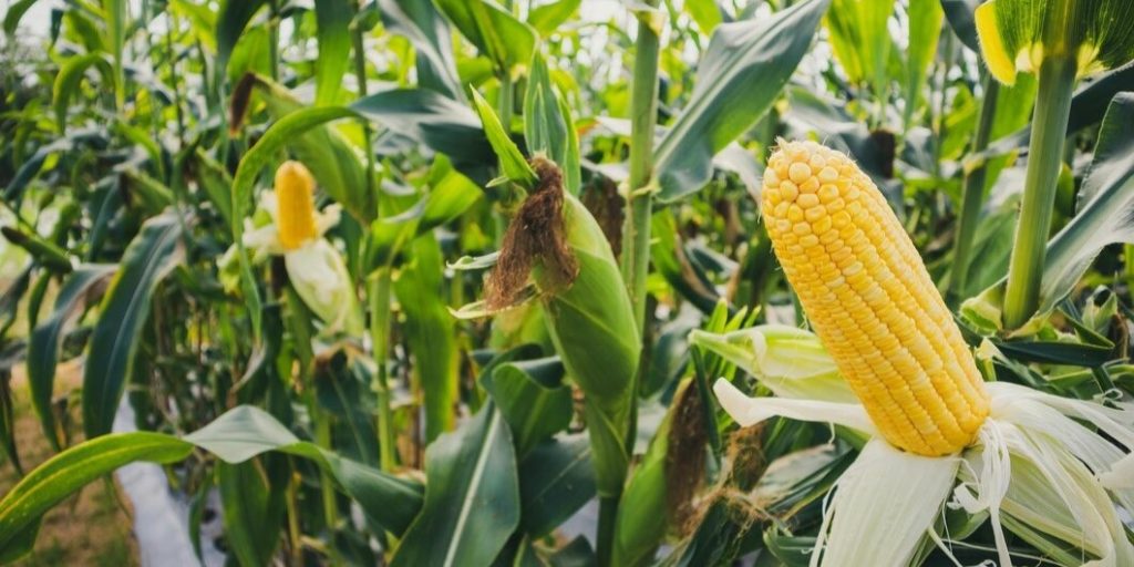 corn cob with green leaves growth agriculture field