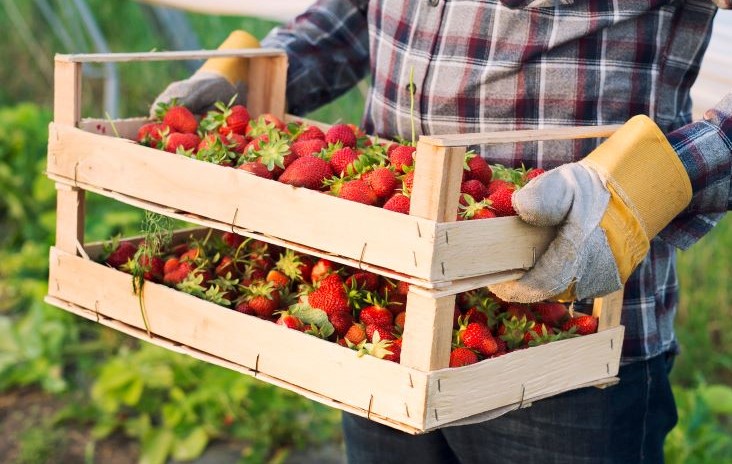 wooden baskets for berries